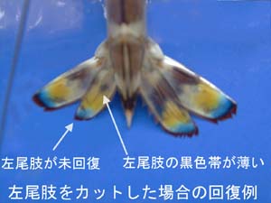 Vol17_ensekisou.jpg (14568 バイト)